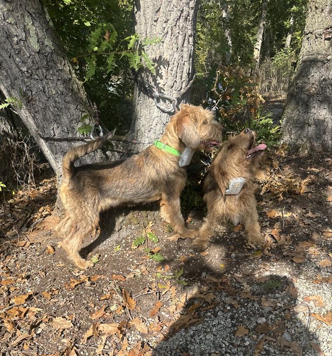 Продавам бараче на 6 месеца