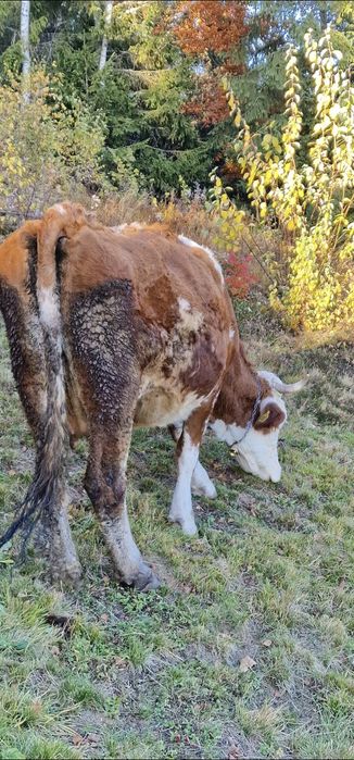 Vaca buna de vanzare