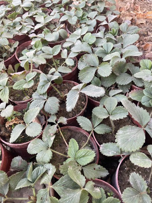 Qulupnay kõchatlar sotiladi/ Qulupnay/ Клубника рассады