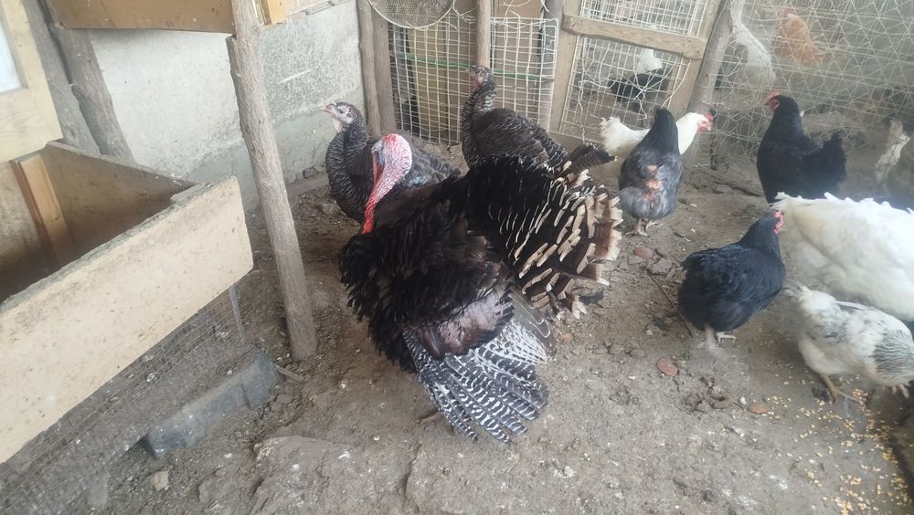 Пуйки пуяка стадо