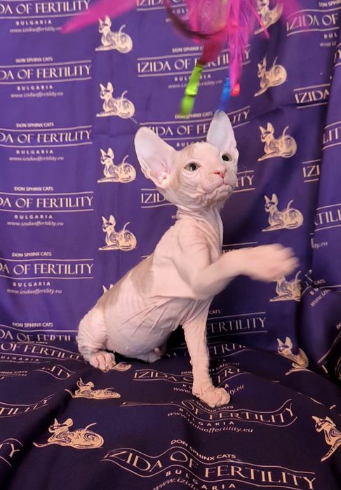 Донски Сфинкс чистокръвно