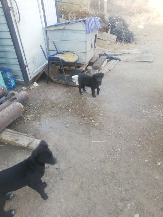 Отдам щенят в дрбрые руки