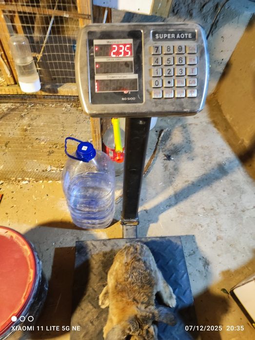 Quyonlar sotiladi korimda boqilgan