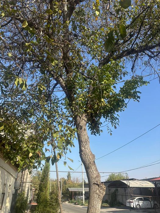 Daraxt kesib ketish narxini kelishamz