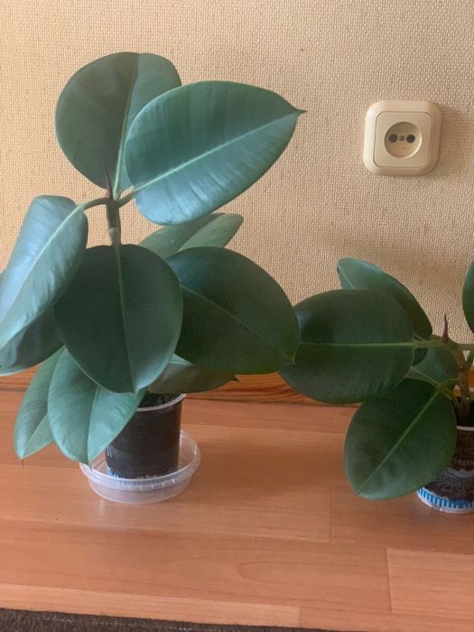 Продаю домашние растение фикус