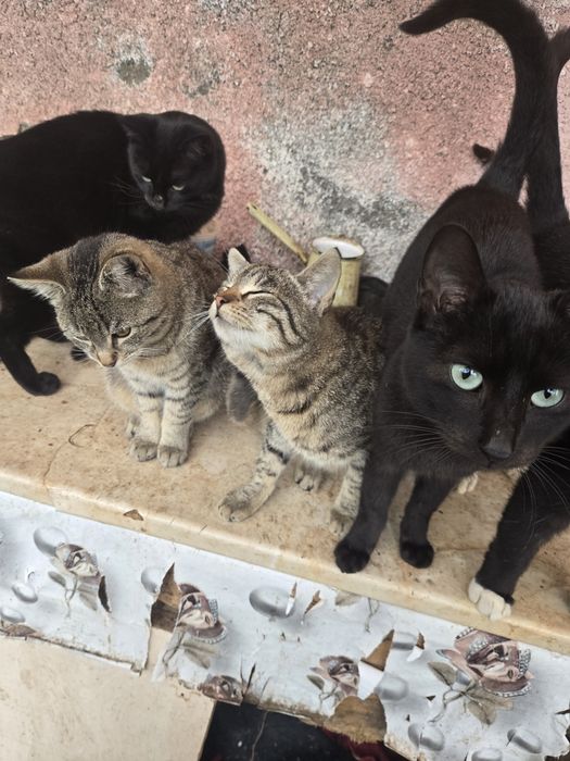 Donez pisici .Am foarte multi. Trebuie sa plec din tara .Detalii la te