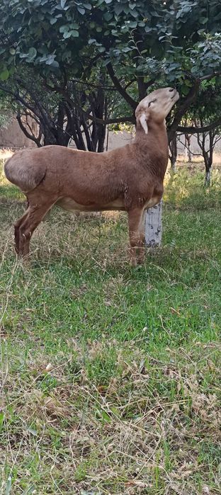 Тозза, Арашан , зотли ,(ЛИНЯ) бор Онаси ёнида"баландлиги (95+см)