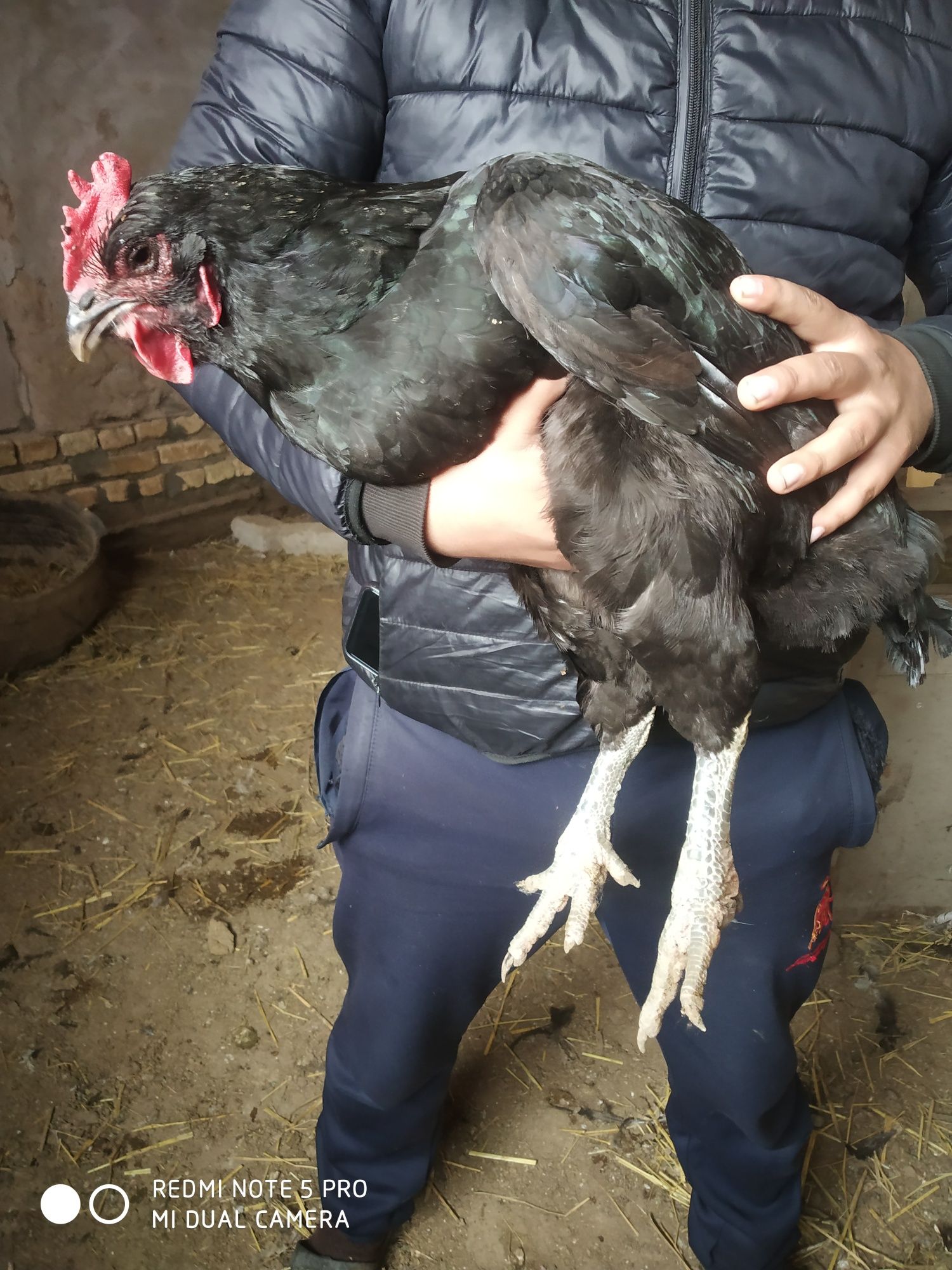 Gigant qora shaxzoda jojalari va tuxumlarinsotiladi.