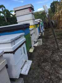 Vand 8 stupi cu familii de albine