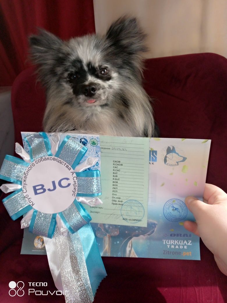 Очень красивый выставочный кобель 1,5г с документами.Юный Чемпион РК