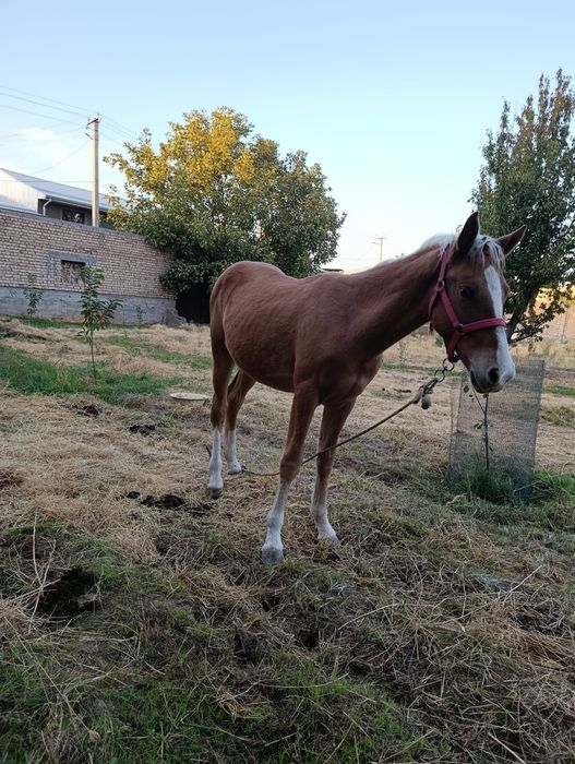 Toy sotiladi 16 mln