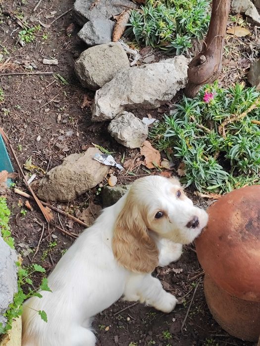 Продават се Кокер шпаньол