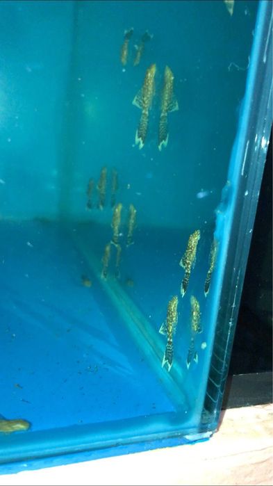 Вуалевый Анциструс малёклари сотилади.