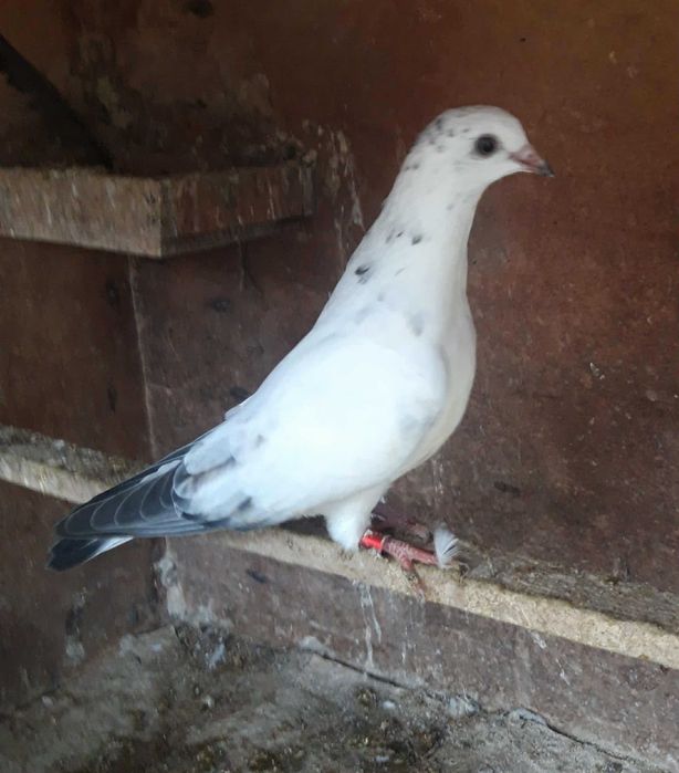 Мардини и тилери