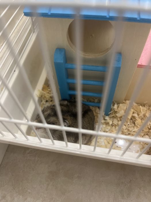 Продам хомяк в хорошие руки