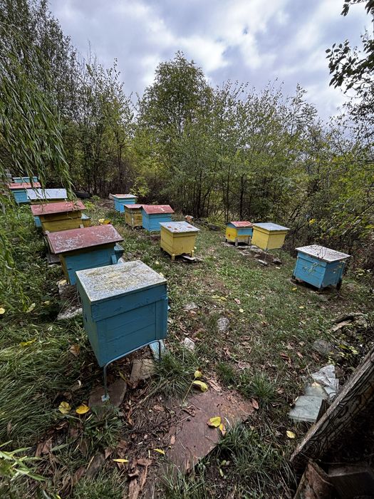 Цели кошери с пити