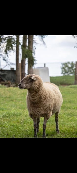 Кой, ешки, токты сатамын