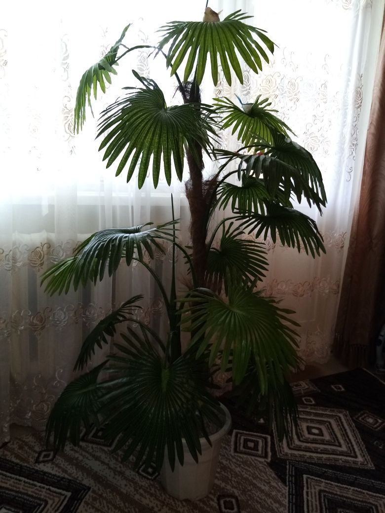 Декоративная пальма