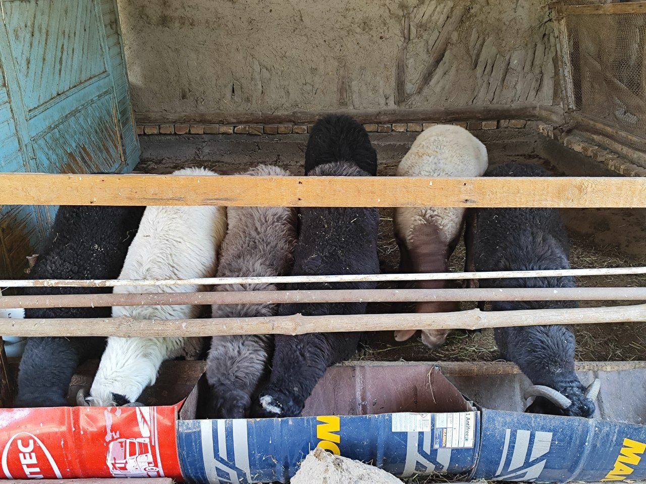 Qo'chqorlar sotiladi  7tasi ham