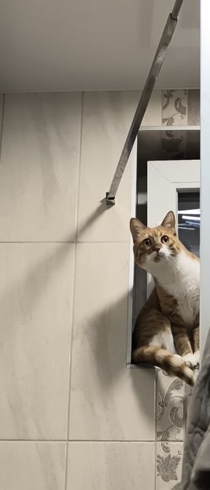 Женско коте търси дом