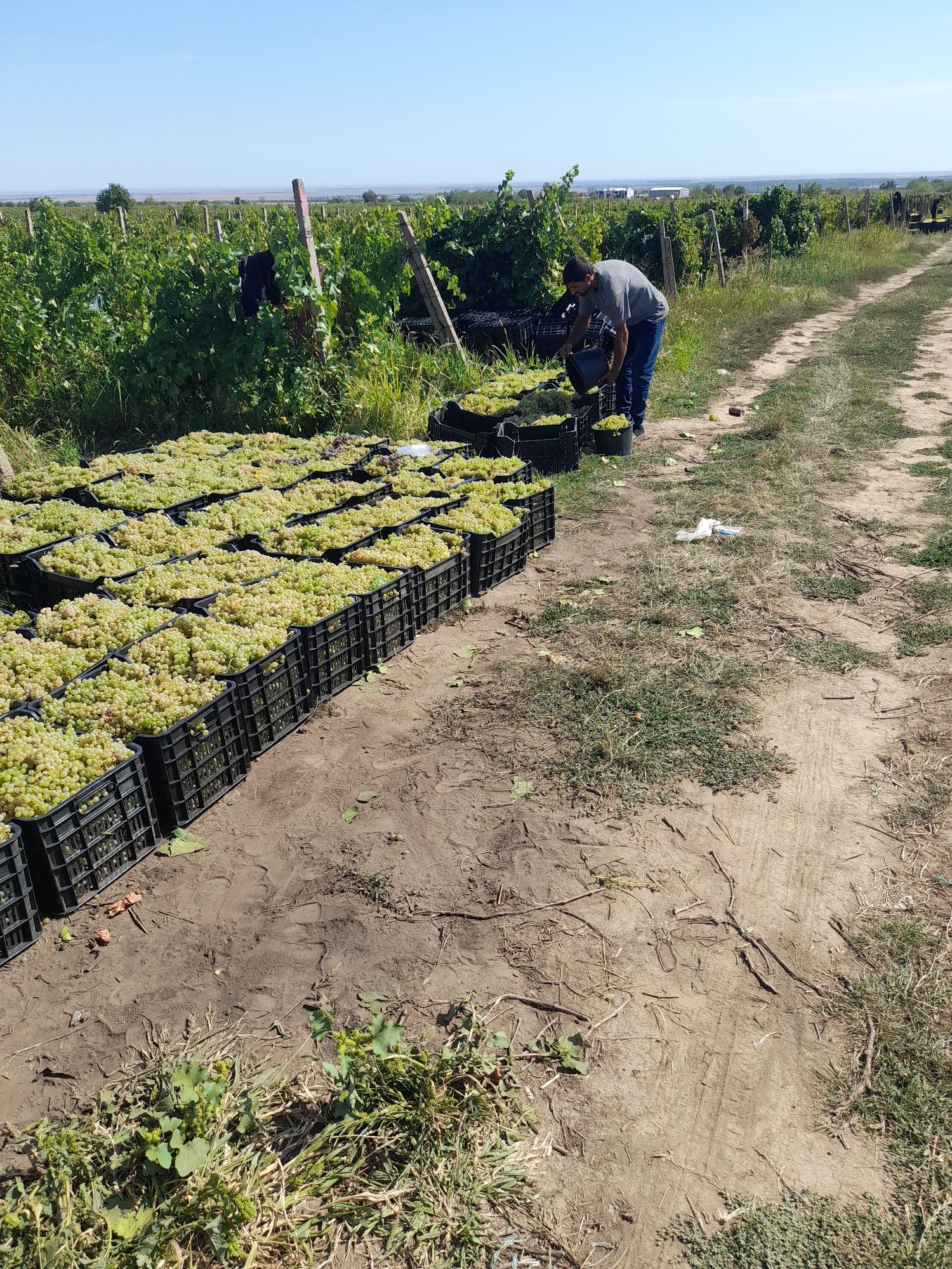 Struguri de vin transport la domiciliu