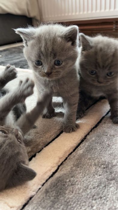 Pui de pisica rasa brithis albastru