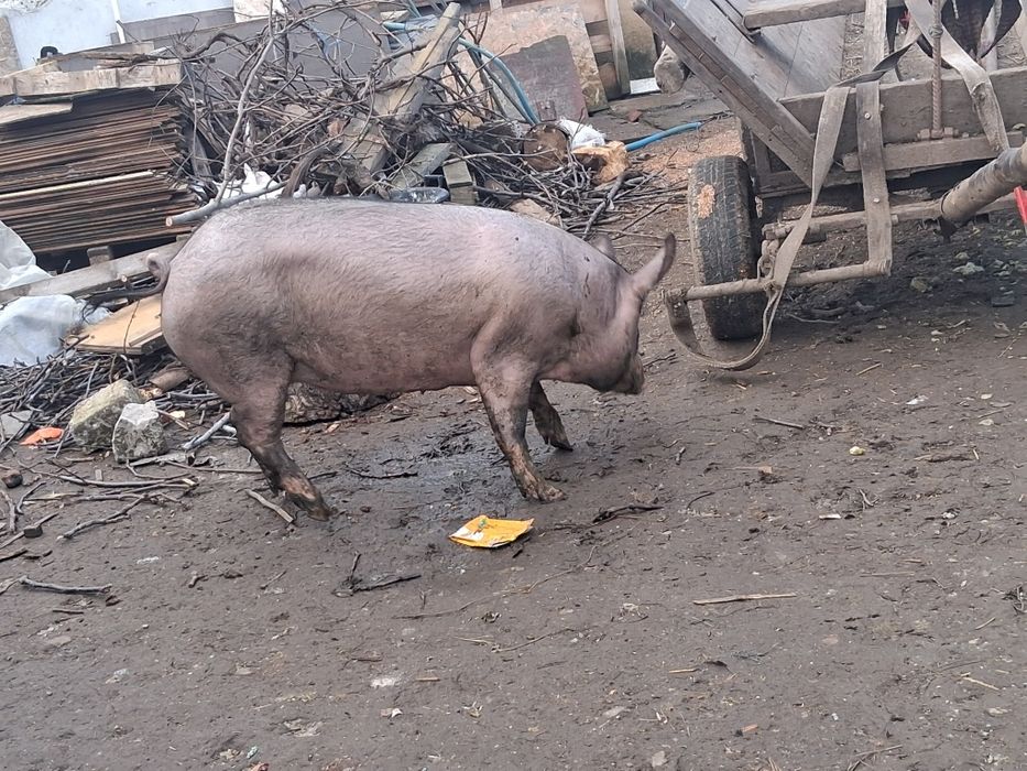 Se vinde scroqfa in vamatori galati detalii privat