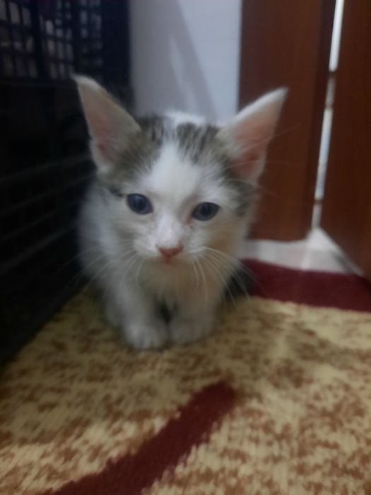 срочно отдаю котенка в добрые руки