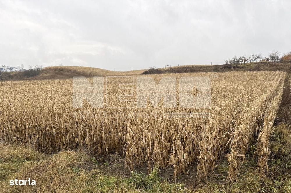 Teren 24 ari | Grănicesti | Front 19 m | DN2H