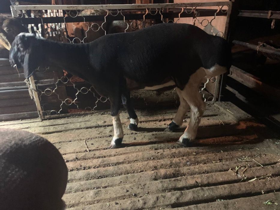 Qoy Soyish Xizmati !!! Куй сойиш Хизмати Tilla Qassop !!!