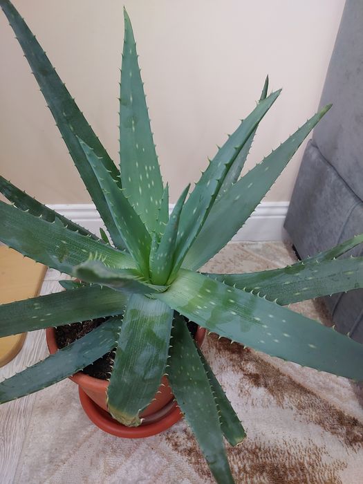 Цветы алоэ- вера