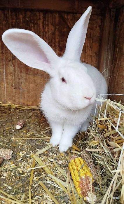 Vând sau schimb mascul Hycole