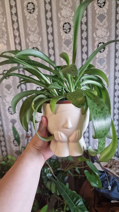 Продам дримиопсис