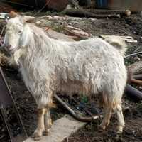 Продается козел породы Камори