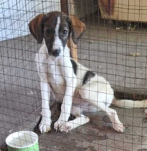 Щенок 6 месяцев девочка