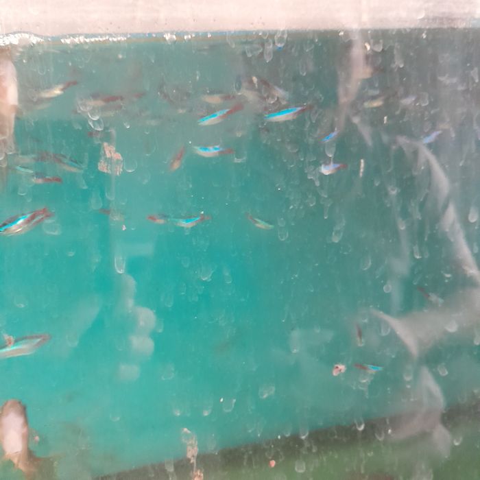 Аквариумная рыбка неон