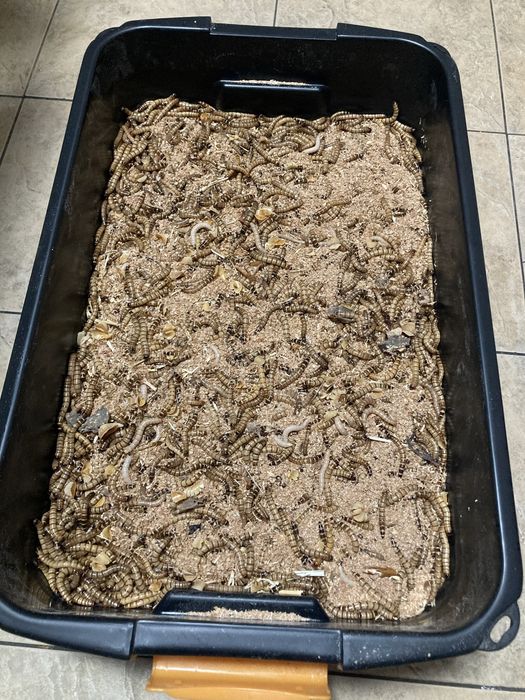 Superworms reptile,pasari etc