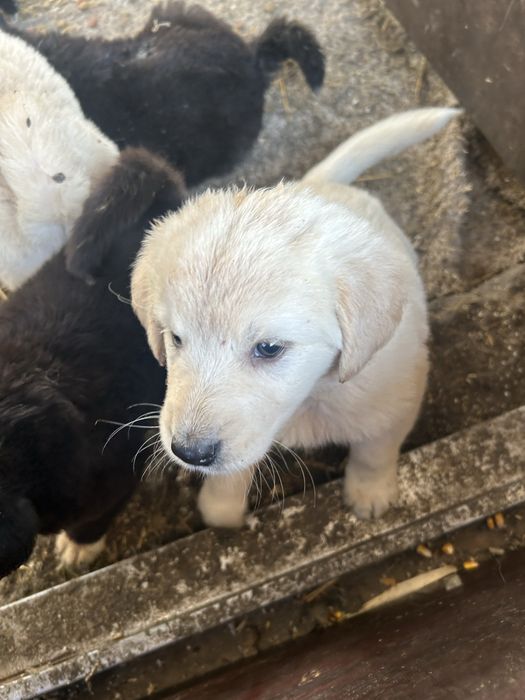 Vand ciobanesc de bucovina