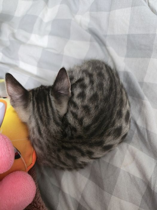 Котенок 2 месяца, бенгал
