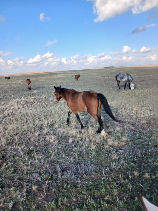 Буаз бие сатылады, 6 жас