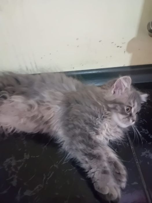 Женски персийски котета