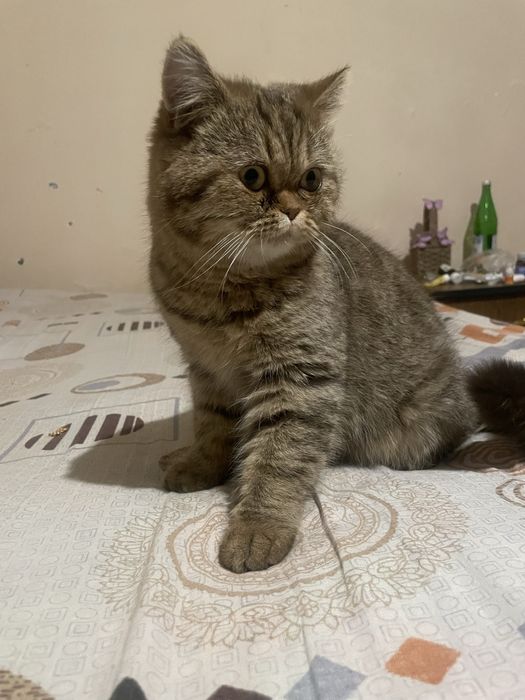 Judayam otnqaroq muwukcha