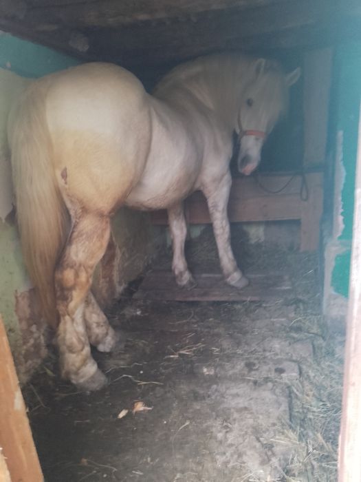 De vazare harmasar de 9 ani cuminte sănătos probe la fata locului