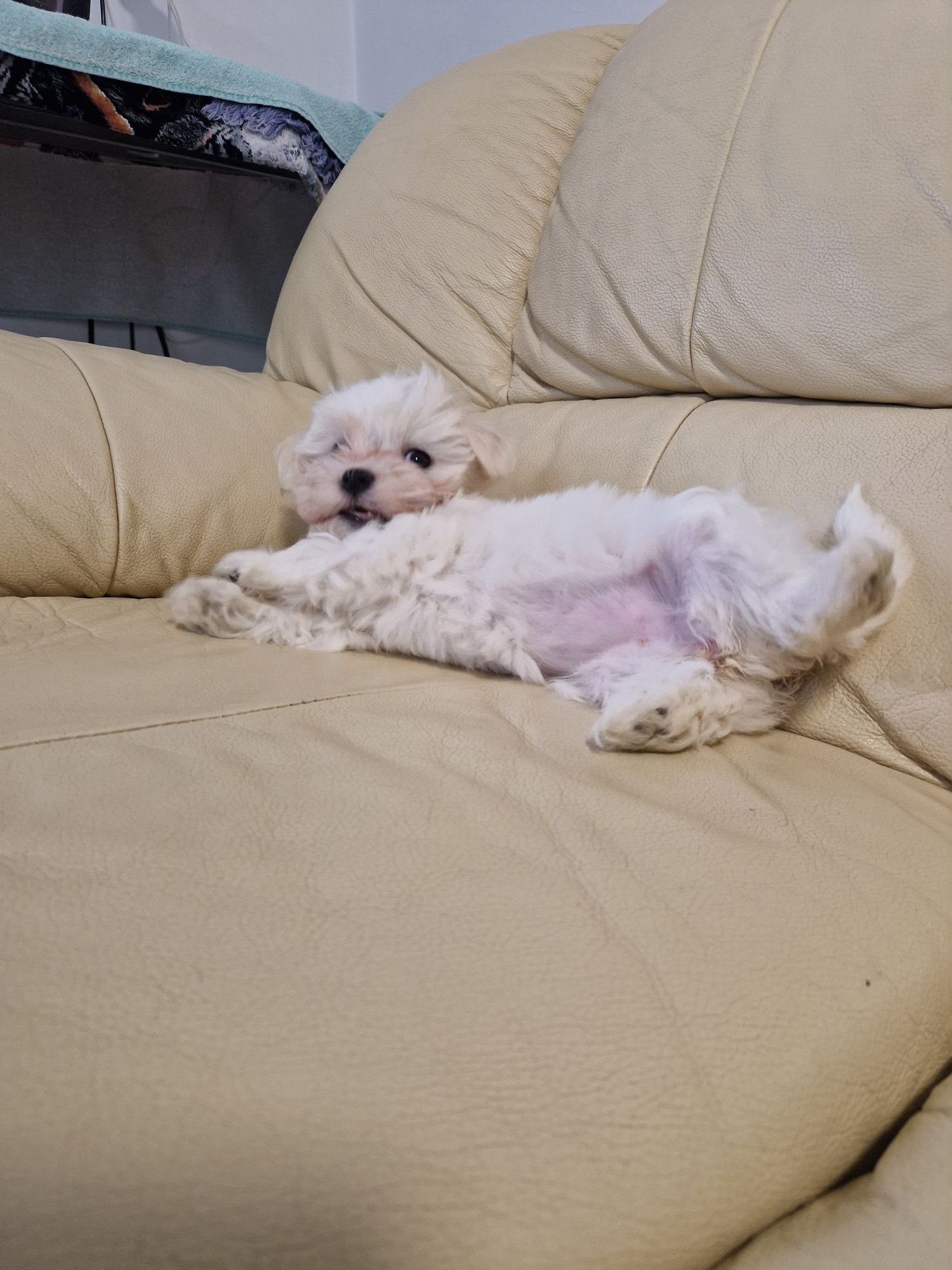 Bichon Maltez rasa pura
