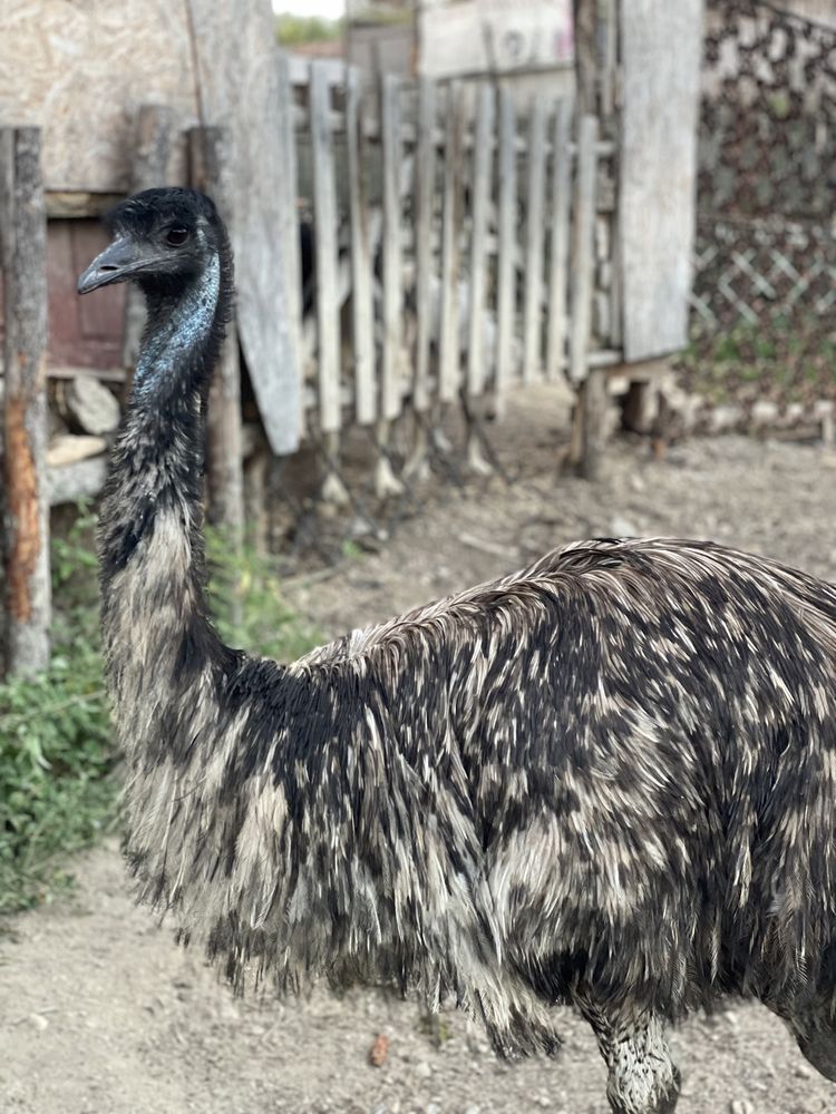 Struț Emu maturi , pereche( mascul și femela)