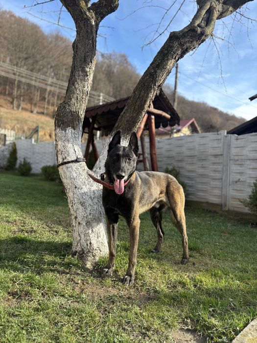 Mascul ciobanesc belgian