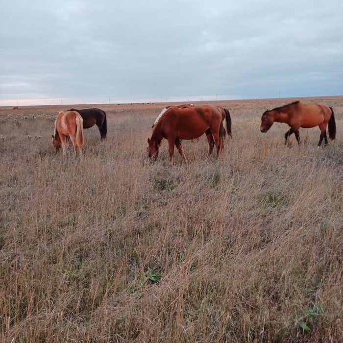 Кобыла жеребая 3-4 гола. Цена договоррая