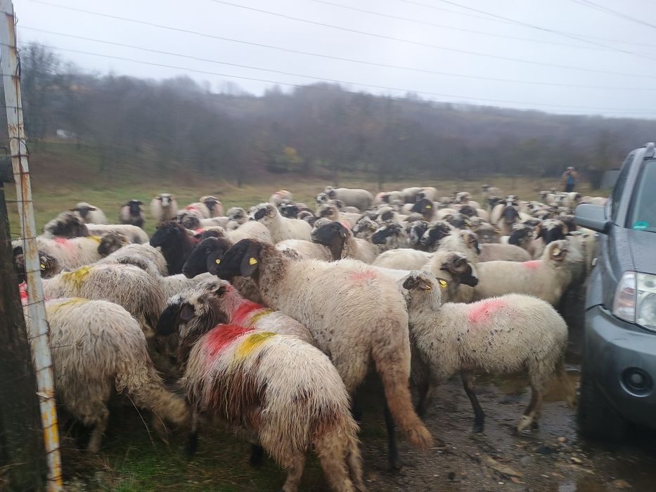 Oi de vânzare 30 de oi și un berbec
