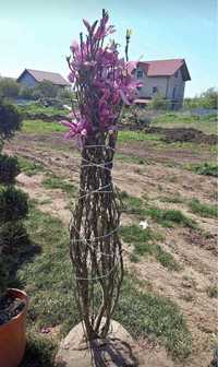 Vand plante ornamentale Tuia si alte specii