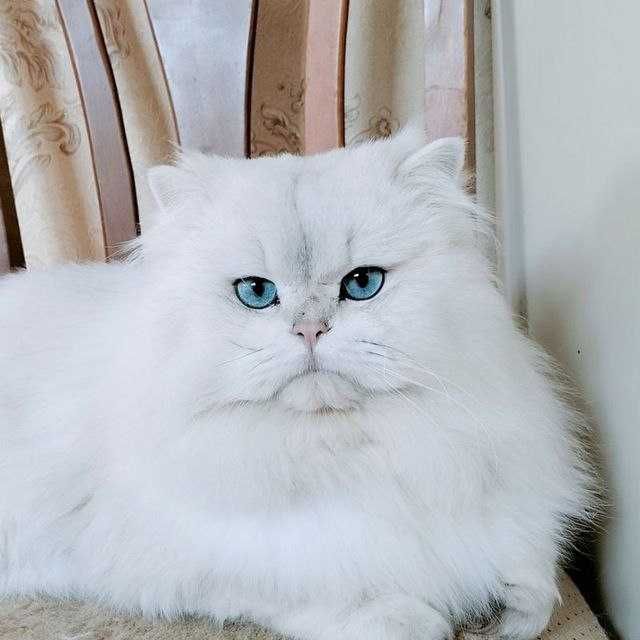 Продаю кота Британскова шеншелла